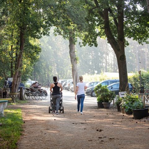 Camping Zavelbos - Camping Belgisches Limburg - Image N°4