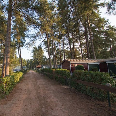 Arden Parks Tulderheyde - Camping Antwerpen - Image N°2