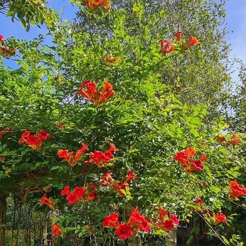 Bungalow 4 Personen - Düne 130