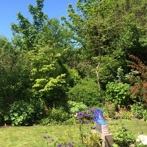 Bungalow 5 Personen - Düne 123