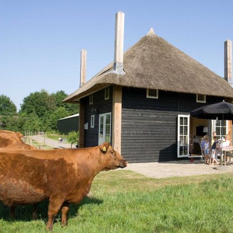 FERIENHAUS 10 Personen - 2 Reggehooiberg Ferienhäuser