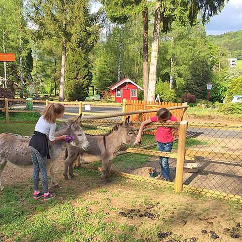 Bungalowpark Felsenhof - Camping Rheinland-Pfalz - Image N°2