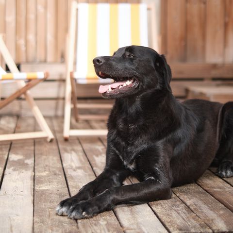 Lodge 6 personen - Marsanne 6 Dog Friendly