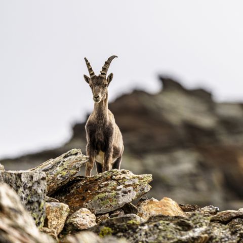Chalet 4 Personen - Stanzertal-Hütte | haustierfreundlich