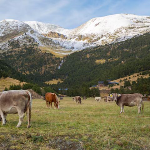 Pierre & Vacances Résidence La Merceria - Andorra - Image N°4