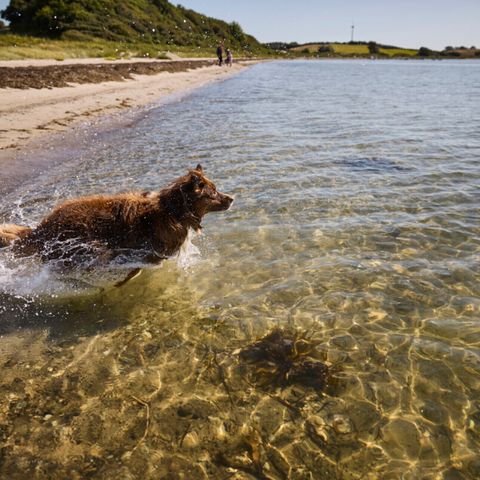Vodatent Emmerbølle Strand Camping - Süd-Dänemark - Image N°5