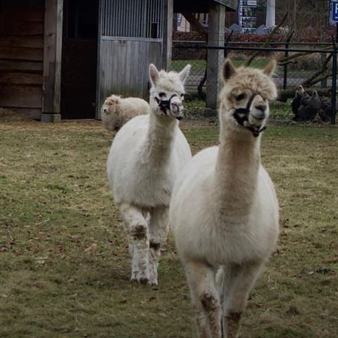 De Leughte Resort Renswoude - Renswoude - Image N°3