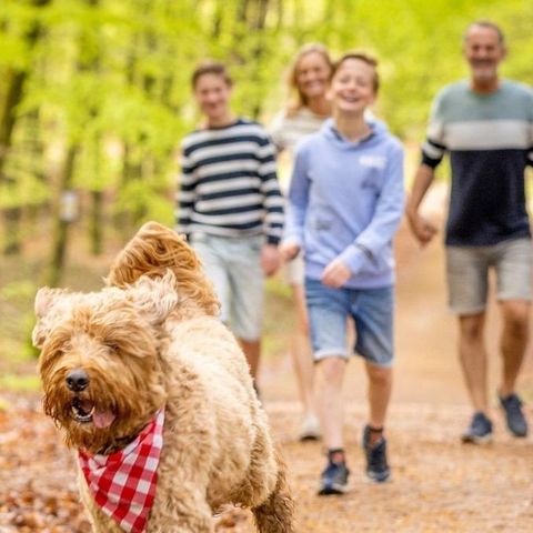 Ardennen Camping Bertrix - Belgisches Luxemburg - Image N°5