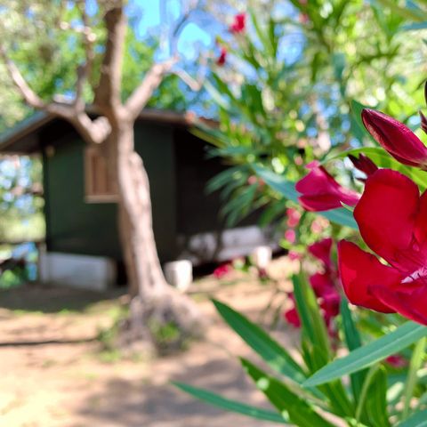 Bungalow 4 personen - Superior