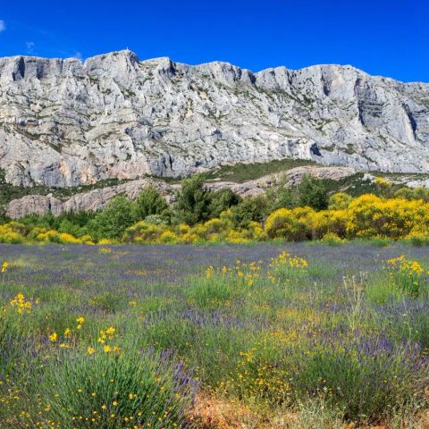 Camping Sainte Victoire - Bouches-du-Rhône - Image N°5