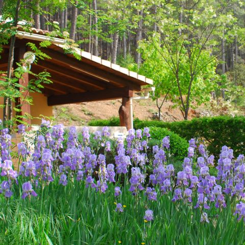 Camping La Forêt - Camping Gard - Image N°2