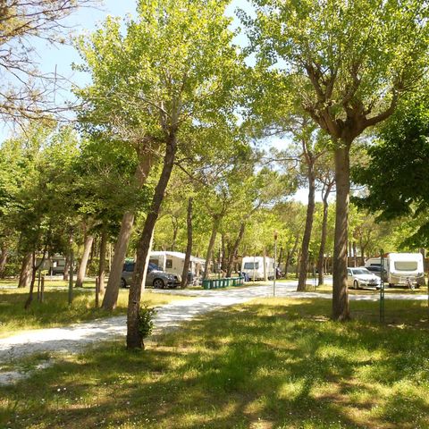 Stellplatz - Dog (Wohnmobil max 7mt)
