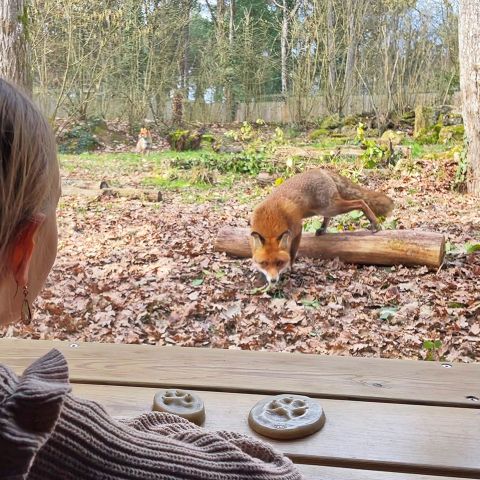 Center Parcs Le Bois aux Daims - Vienne - Image N°5