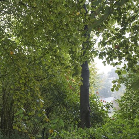 Bungalowpark Schuttersoord - Camping Mook und Middelaar - Image N°6
