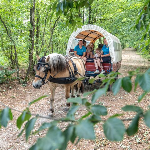 Landal Het Land van Bartje - Borger-Odoorn - Image N°6