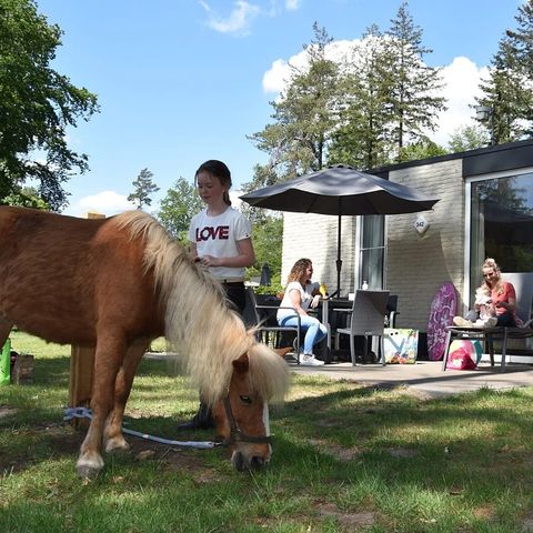 Bungalow 6 Personen - Pony