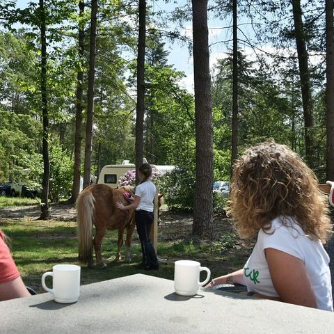 Bungalow 6 Personen - Pony