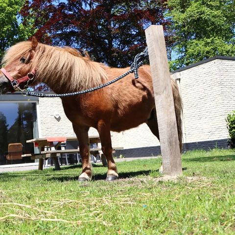 Bungalow 6 Personen - Pony