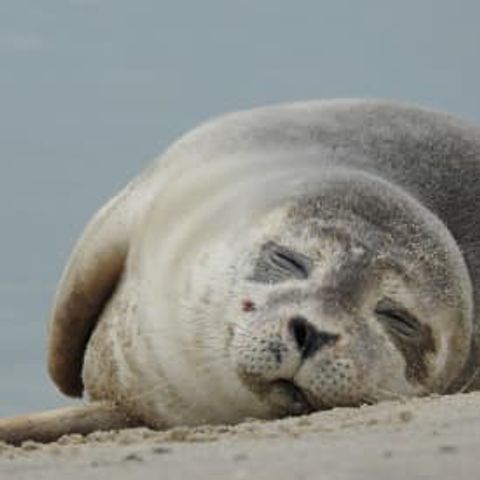 Villa 6 Personen - Luxusvilla (1-6p)