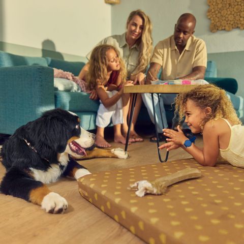 Bungalow 4 personen - Cottage Hund 4 Personen