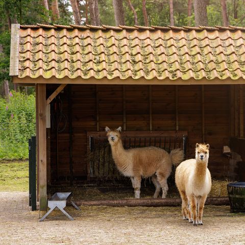 Center Parcs De Kempervennen - Bergeijk - Image N°5