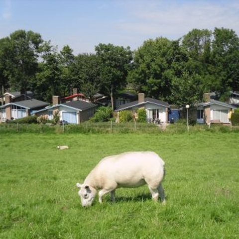 Vakantiepark Het Grootslag - Camping Hollands Kroon - Image N°2