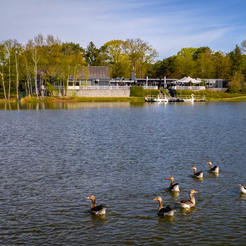 Landal Bospark 't Wolfsven - Geldrop Mierlo - Image N°6