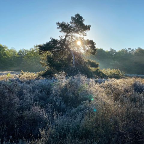 Bospark Garderen - Camping Barneveld - Image N°5