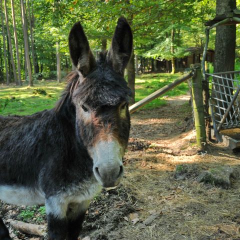 Village de Vacances d Oignies - Camping Hennegau - Image N°6