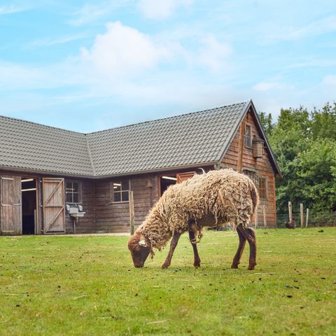 Center Parcs Limburgse Peel - Horst an der Maas - Image N°6