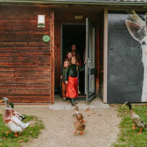 Bungalow 6 Personen - Kinderbungalow Damhert inkl. Sauna