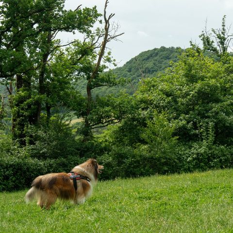 Bungalow 6 Personen - La Lune Komfort