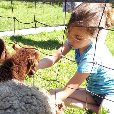 Molecaten Park Wijde Blick - Renesse - Image N°3