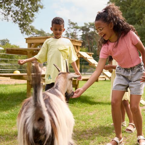 RCN Vakantiepark de Noordster - Camping Westerveld - Image N°3