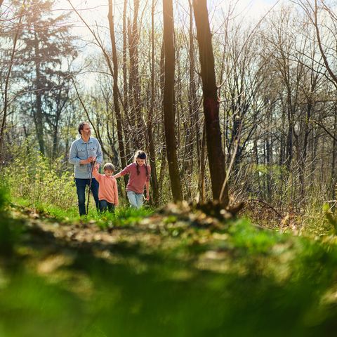 Center Parcs Park Hochsauerland - Nordrhein-Westfalen - Image N°6