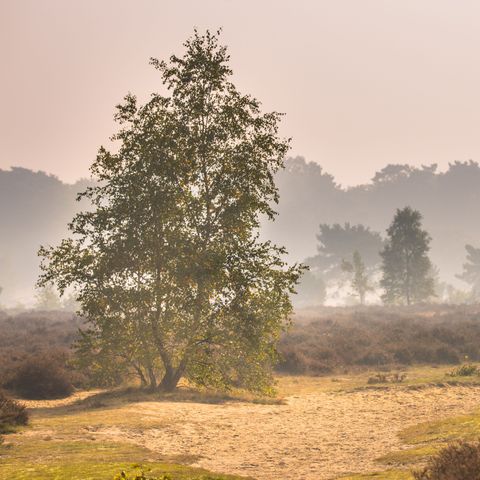 Park Berkenrhode - Ede - Image N°2