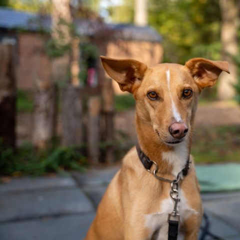 Recreatiepark De Paalberg - Ermelo - Image N°2