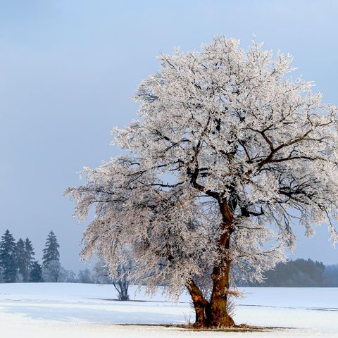 FERIENHAUS 6 Personen - 4+2 Kinder DAN919