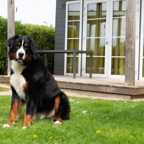 Chalet 6 Personen - Comfort Lodge | 6 Personen(50 m²)- Hunde erlaubt