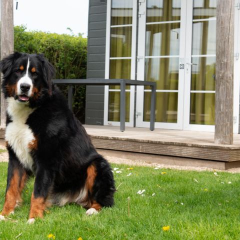 Chalet 2 Personen - Comfort Lodge | 2 Personen (27 m²) - Hunde erlaubt