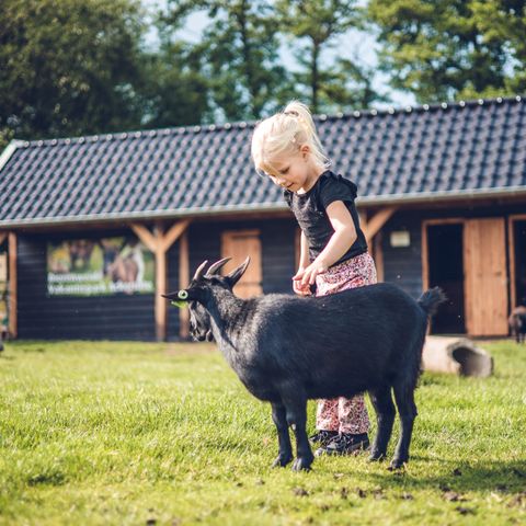 Vakantiepark Ackersate - Camping Barneveld - Image N°6
