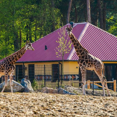 FERIENHAUS 6 Personen - Savannah Lodge