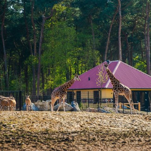FERIENHAUS 6 Personen - Savanne Lodge