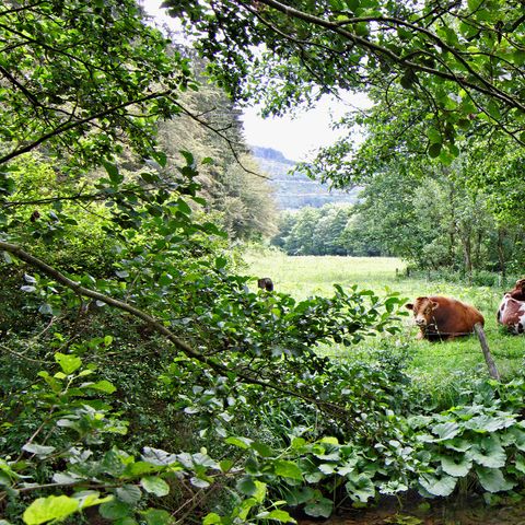 Sonnenhof Willingen - Hessen - Image N°3