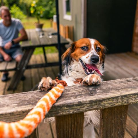 Safarizelt 6 Personen - Glampingzelt Dog Lodge