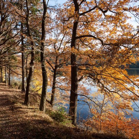 UplandParcs Sauerland - Camping Nordrhein-Westfalen - Image N°6