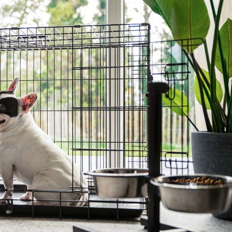 FERIENHAUS 6 Personen - Dünengras Haustierfreundlich