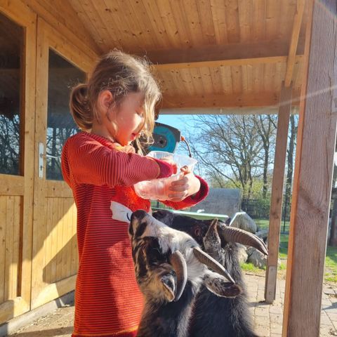 Ferienhof Brockzetel - Niedersachsen - Image N°5