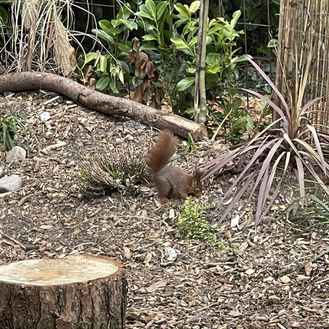 Mobilheim 6 Personen - Mobilheim/Chalet IJsselheide 67