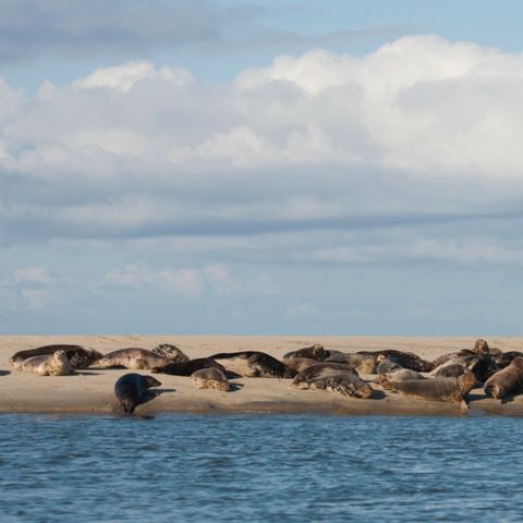 Landal Kaap West - Camping Terschelling - Image N°3